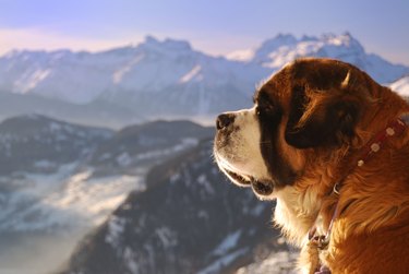 Saint Bernard dog in profile lookin at the Alps.