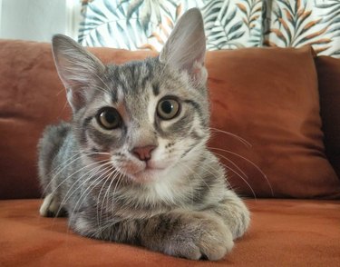 Cute gray kitten reach a sofa