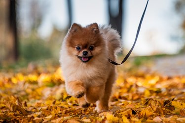 Teddy Enjoying a Fall Day