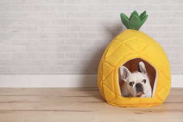 French bulldog lying in his bed shaped like pineapple