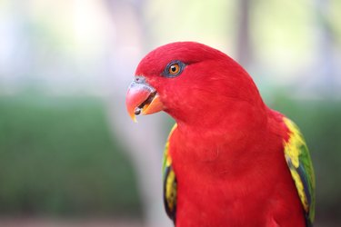 Close-up of lorikeet perching outdoors