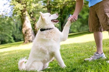 A white Husky dog shaking hands with a person