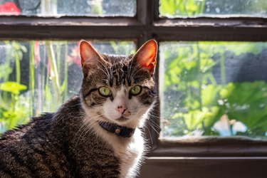 American wirehair cat looking at the camera and sitting by a window with a garden view.