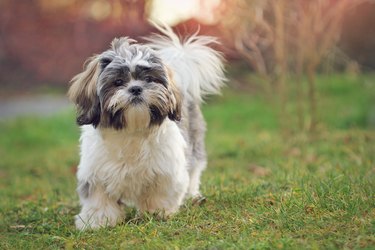 Shih Tzu outside in grass