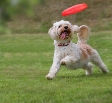 small cute dog catching red frisbee in the grass with mouth open