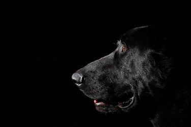 Black dog in profile on a black background.