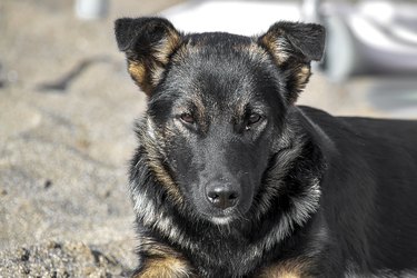 A black sheepdog puppy lies on the sand. A sunny autumn day is a front view.