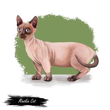 Minskin Cat crossing of the Munchkin with the Sphynx. Bambino cat breed isolated on white background. Digital art illustration of hand drawn kitty for web. Kitten breed of domestic pet, t-shirt print.