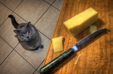 cat looking at cheese on the counter