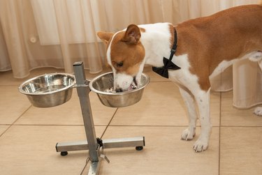 Basenji dog eating heartily boiled rice mixed with chicken meat