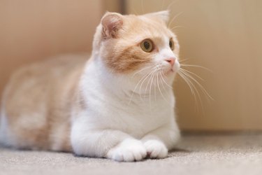 Beige and white munchkin cat looking ahead.