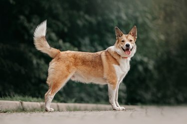 happy red and white mixed breed dog standing outdoors