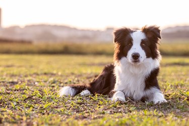 Black and white border collie dog lying down on the grass.