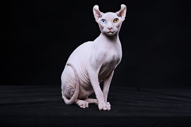 Sphynx cat