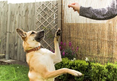 Dog asking for a snack