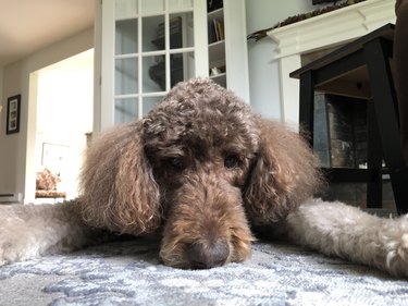 Close up of a brown poodle