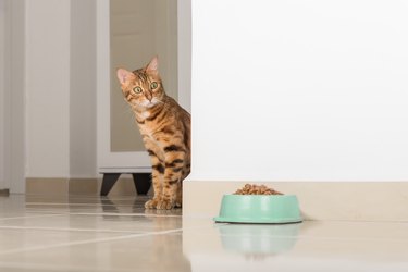 Bengal cat peeks around the corner, looks at a bowl of food, against the background of the room.