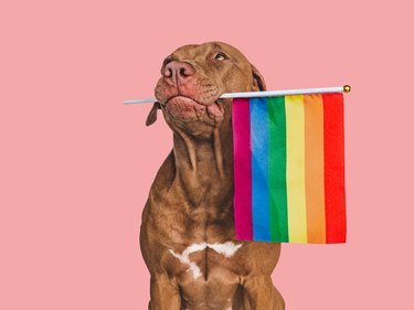 Lovable, pretty dog and Rainbow Flag. Closeup