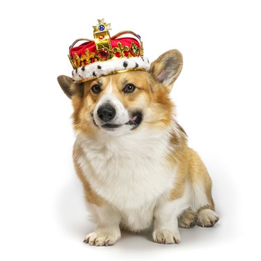 isolated portrait of a cute corgi dog puppy in a red royal gold tiara decorated with precious stones on a white background sitting and smiling