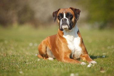 do boxers have naturally docked tails