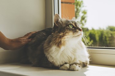 A gray striped cat is sitting on the window