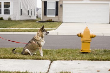 dog sitting in front of a fire hydrant in a neighborhood.