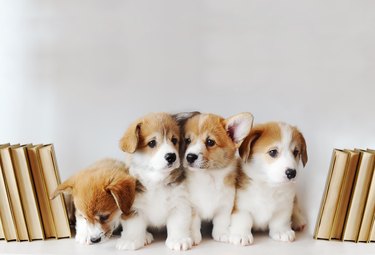 Cute little puppies on shelf with books on light background