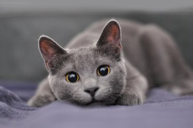 Russian blue