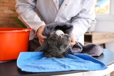 Female groomer wiping cat after washing in salon