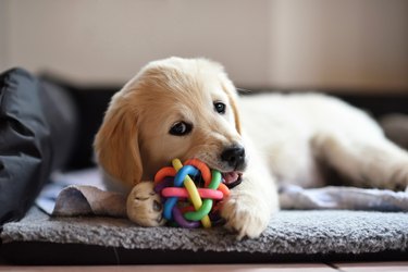 Golden Retriever Dog Puppy Playing With Toy