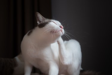 White cats scratching behavior From itching or skin diseases