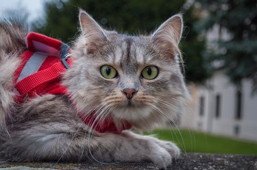 Siberian cat sitting on the stone railing.