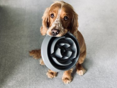 Dog with bowl