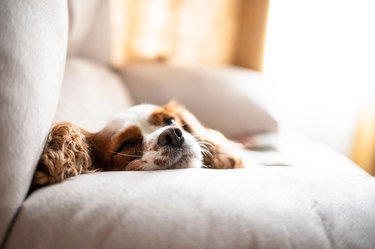 Adorable Cavalier King Charles Spaniel dog with big ears resting and dreaming on white sofa