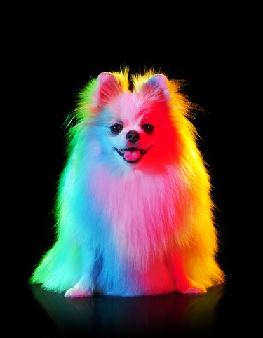 Creative colorful lightning portrait of a long haired spitz