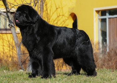 Closeup of a Newfoundland dog outdoors.