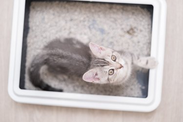 The kitten sits in the litter box. Scottish kitten pees in her litter box.