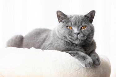 What New Cat Breeds Are There? Plus Photos! | Cuteness