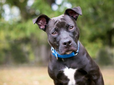 A black Pit Bull terrier mixed breed dog with a head tilt