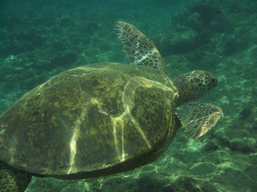 Fantastic View of a Sea Turtle Underwater