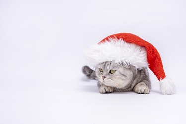 Banner Christmas cat in a Santa Claus hat on a white background. Copy space with place for text. New year 2023 year. Purebred cat Scottish fold