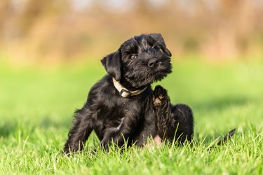 standard schnauzer puppy scratches himself behind the ear