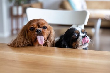 Two funny dogs behind the table