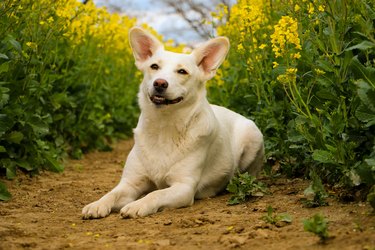 a beautiful white mixed dog is lying in a rape seed field