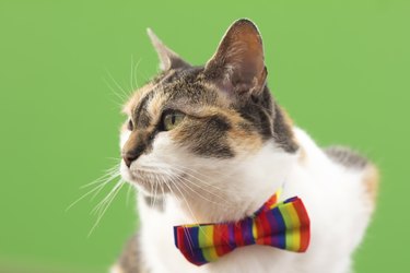 Cat with colorful bow tie on green background