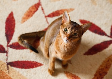 Abyssinian cat sitting on an autumnal foliage run andlooking up.