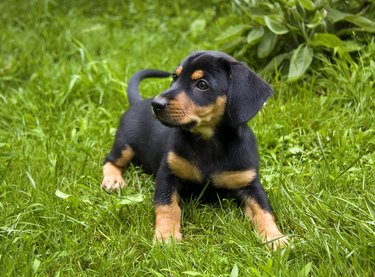 Black and brown puppy dog plays cheerfully on the grass in the garden