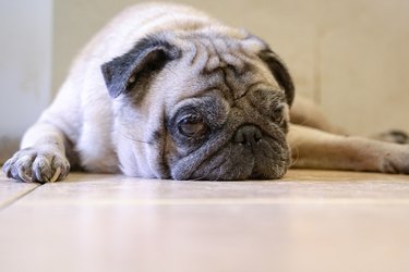 Sleepy pug dog lying on the floor.