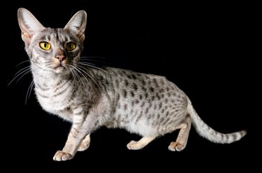 Ocicat Cat Breed Characteristics & Information | Cuteness