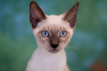 Siamese kitten looking straight at the camera and a turquoise background behind them.